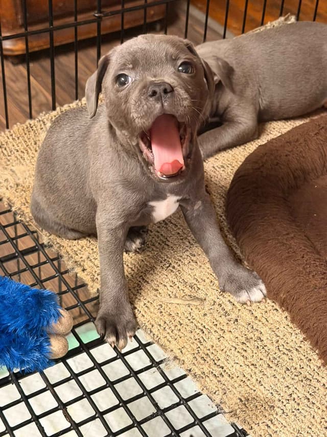 Staffordshire Bull Terrier Puppies media 3