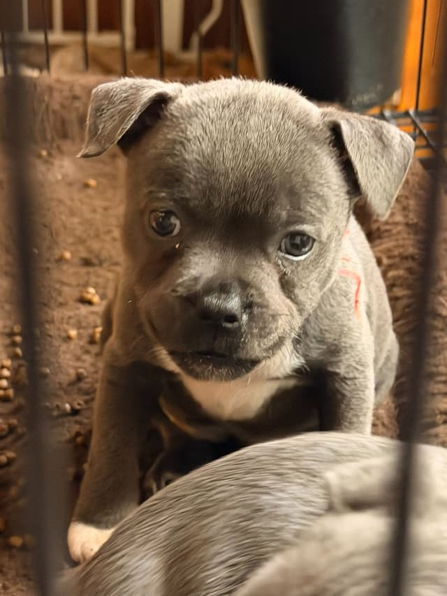 Staffordshire Bull Terrier Puppies media 4
