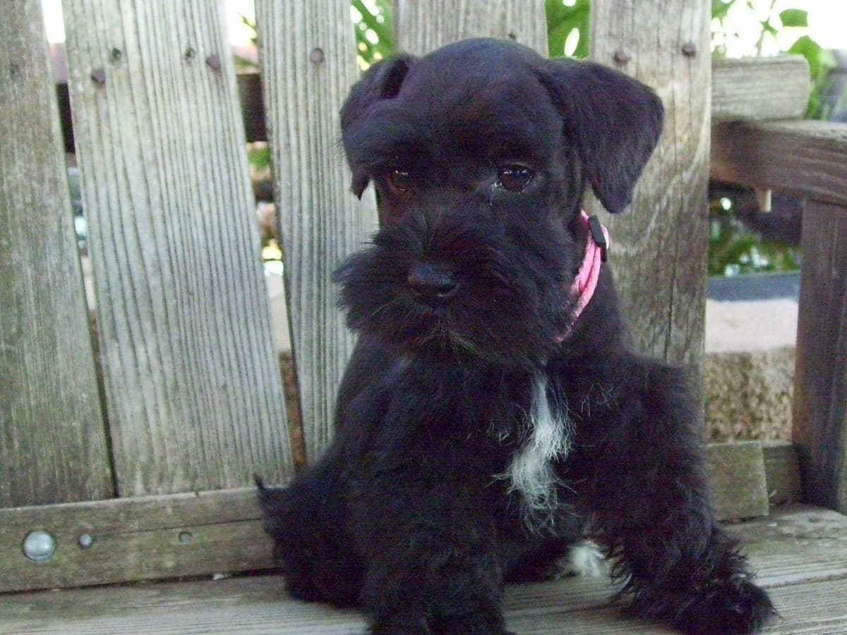 Miniature Schnauzer Puppies breeder image 1