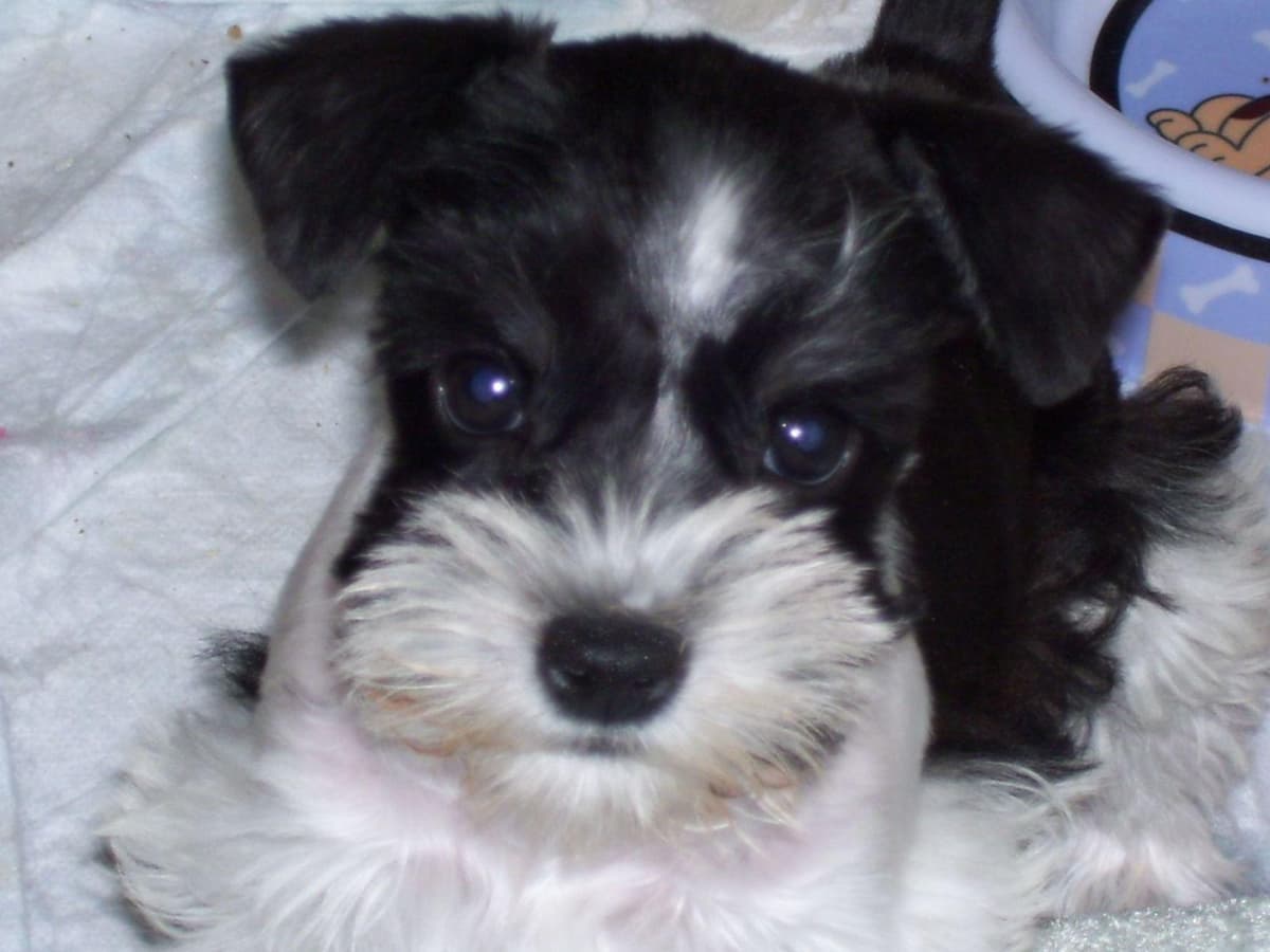 Miniature Schnauzer Puppies breeder image 6