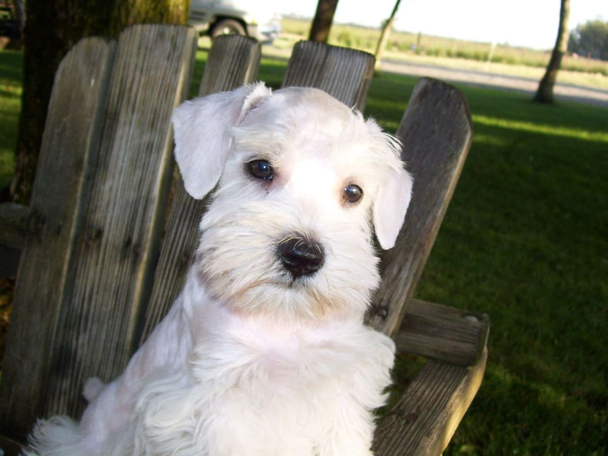 Miniature Schnauzer Puppies breeder image 5