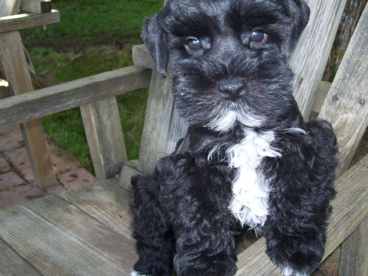Miniature Schnauzer Puppies breeder image 4