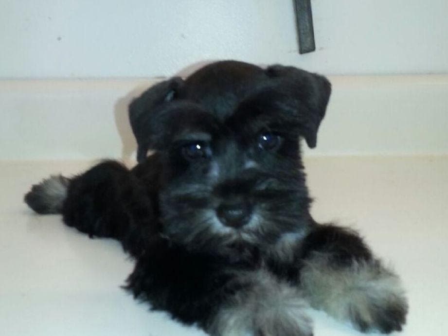 Miniature Schnauzer Puppies breeder image 3