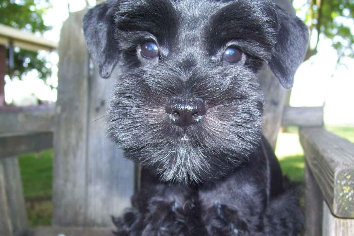 Miniature Schnauzer Puppies breeder image 7