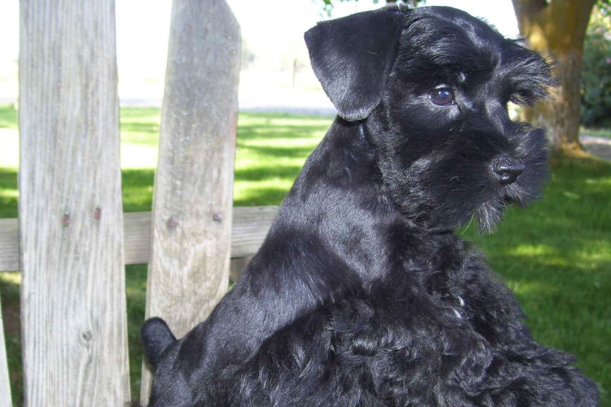 Miniature Schnauzer Puppies breeder image 8