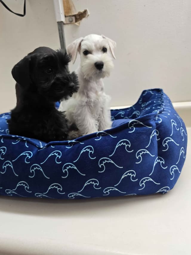 Miniature Schnauzer Puppies media 2