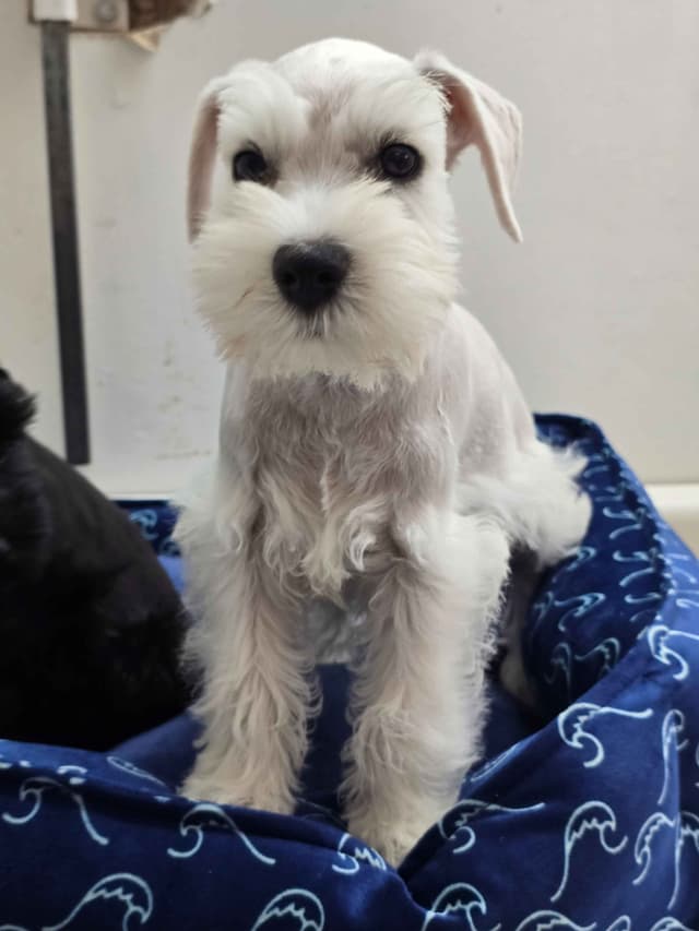 Miniature Schnauzer Puppies media 3