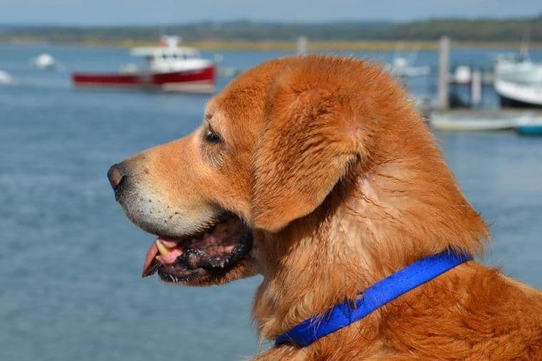 Versatile Golden Retriever Puppies breeder image 3