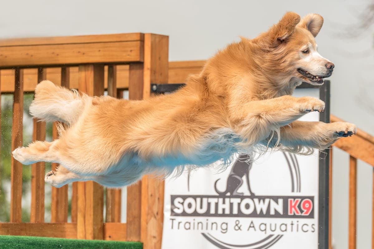 Versatile Golden Retriever Puppies breeder image 4