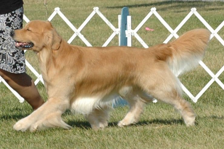 Versatile Golden Retriever Puppies breeder image 8