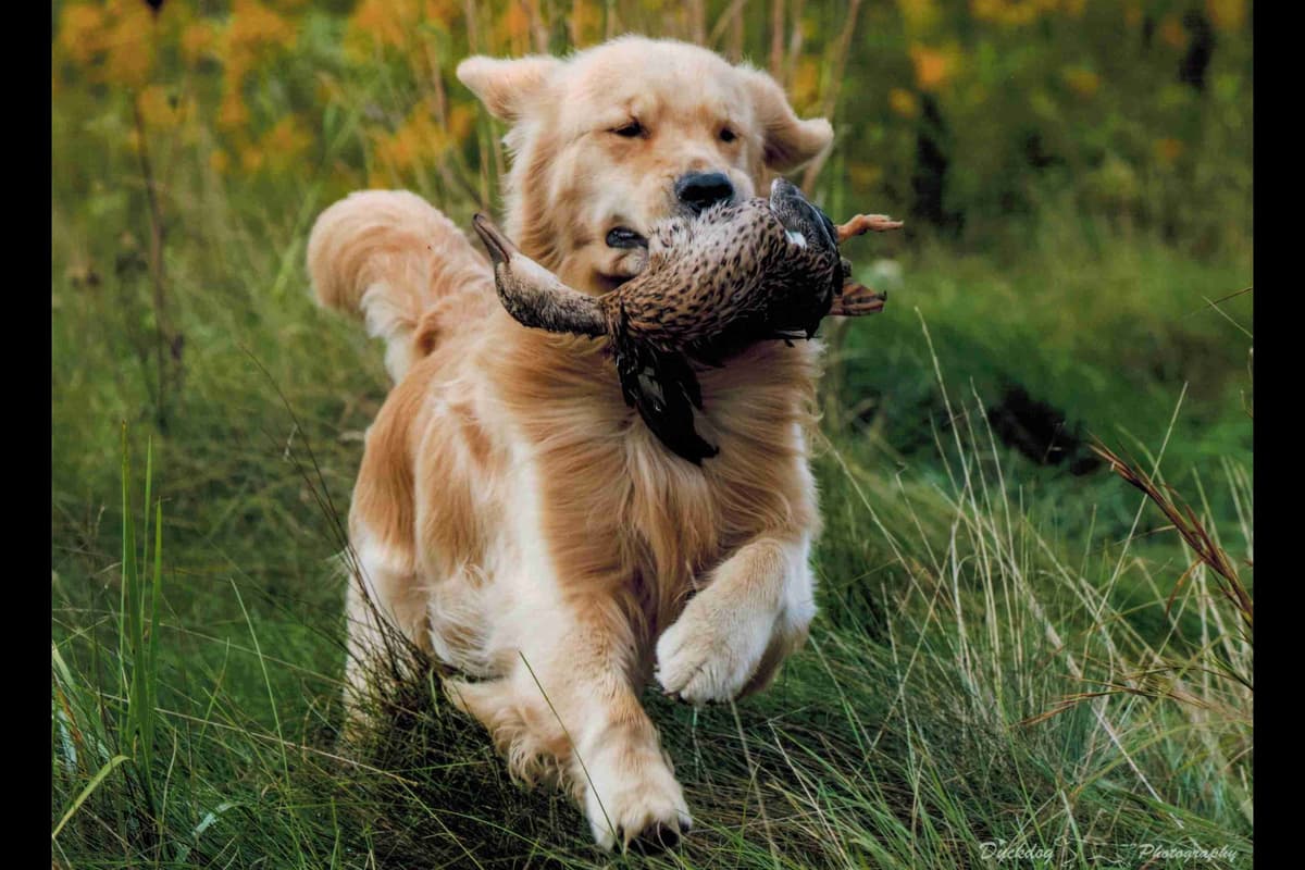 Versatile Golden Retriever Puppies breeder image 13