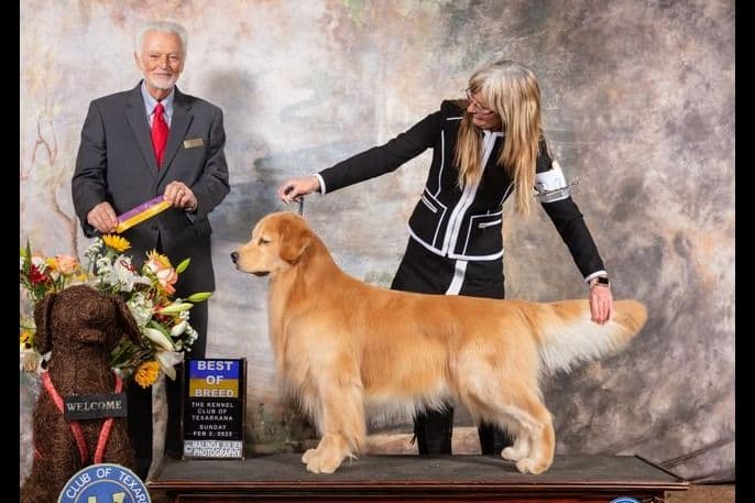 Versatile Golden Retriever Puppies breeder image 11