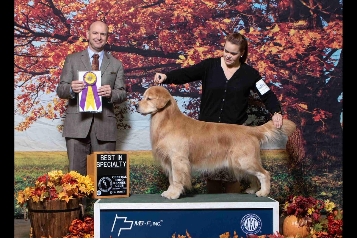 Versatile Golden Retriever Puppies breeder image 14
