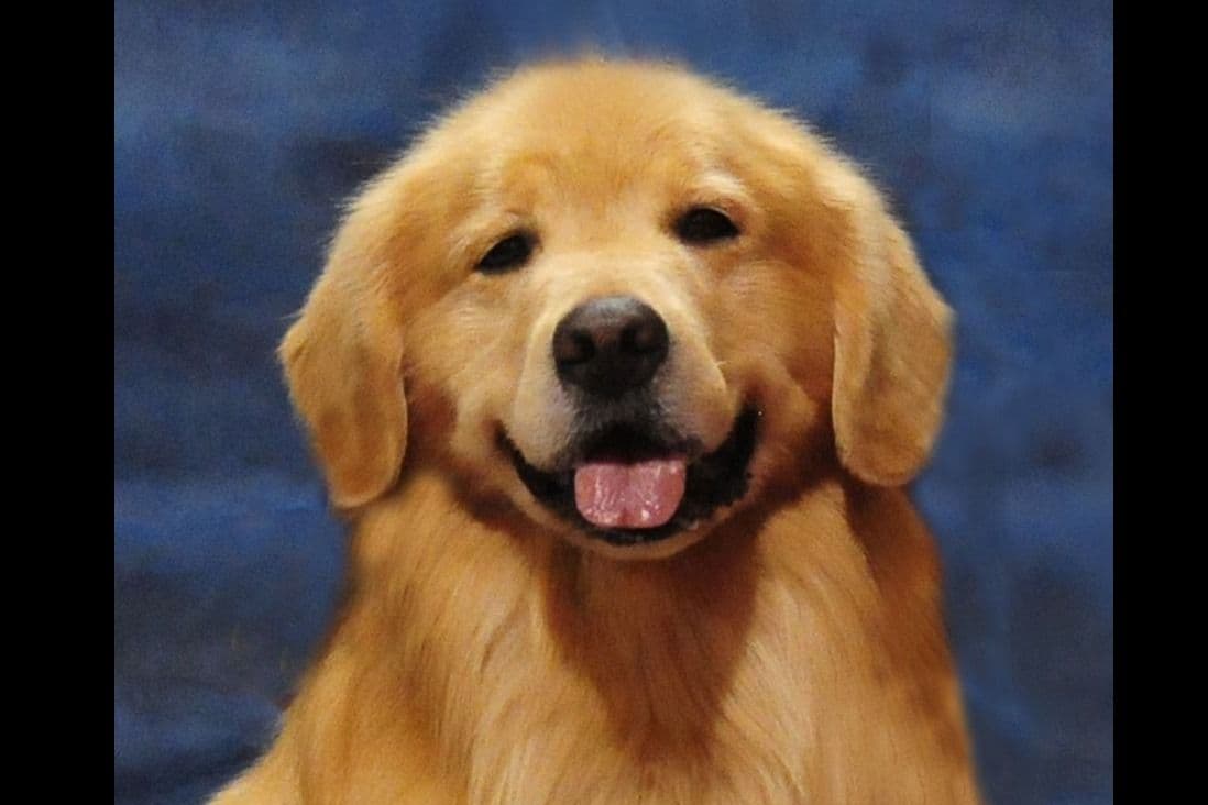 Versatile Golden Retriever Puppies breeder image 1