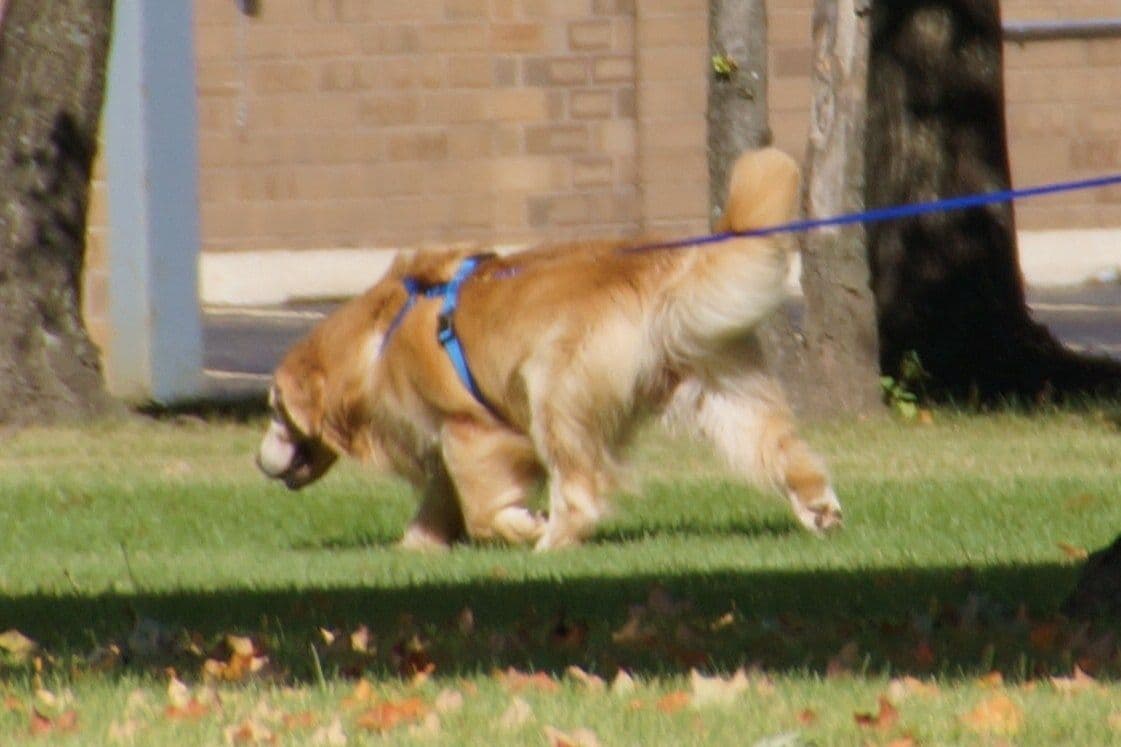 Versatile Golden Retriever Puppies breeder image 10