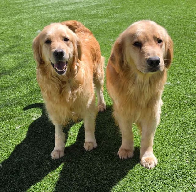 Versatile Golden Retriever Puppies media 2