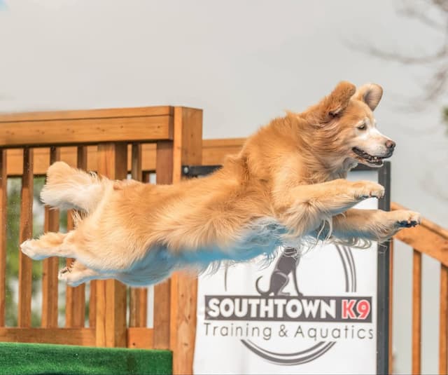 Versatile Golden Retriever Puppies media 4