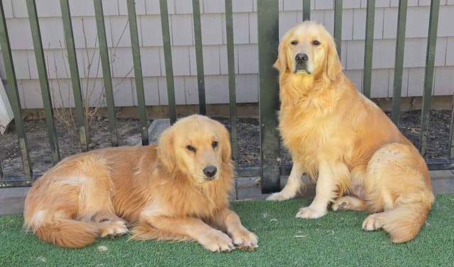 Versatile Golden Retriever Puppies media 5