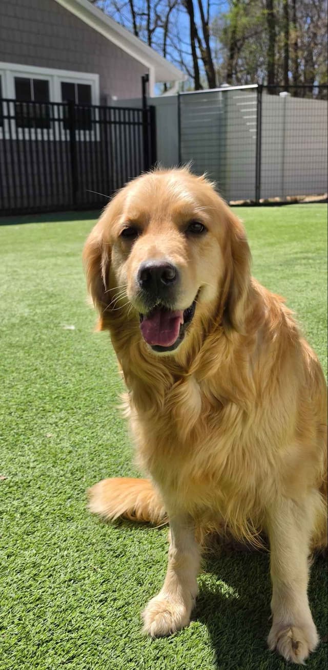 Versatile Golden Retriever Puppies media 6