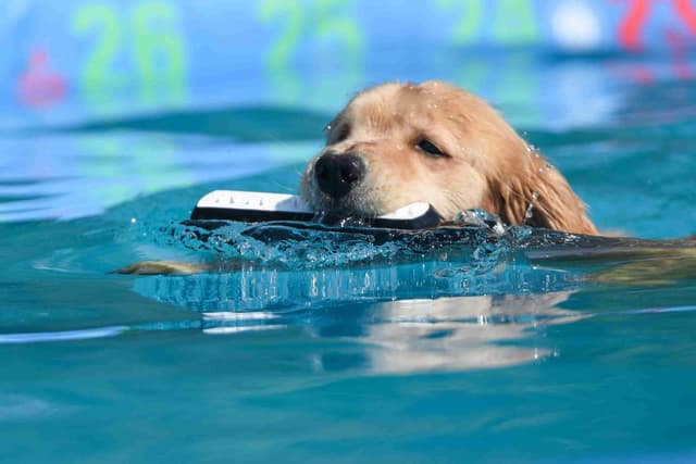 Versatile Golden Retriever Puppies media 8