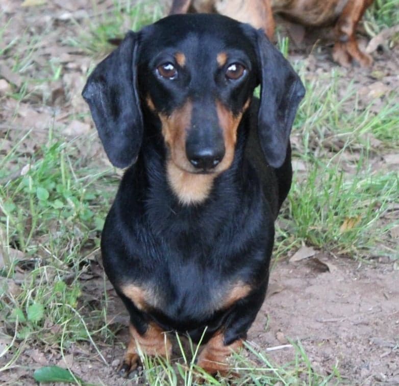 Dachshund Puppies breeder image 5