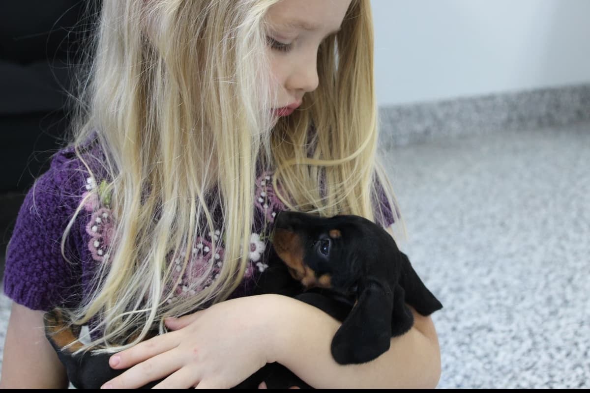 Dachshund Puppies breeder image 2
