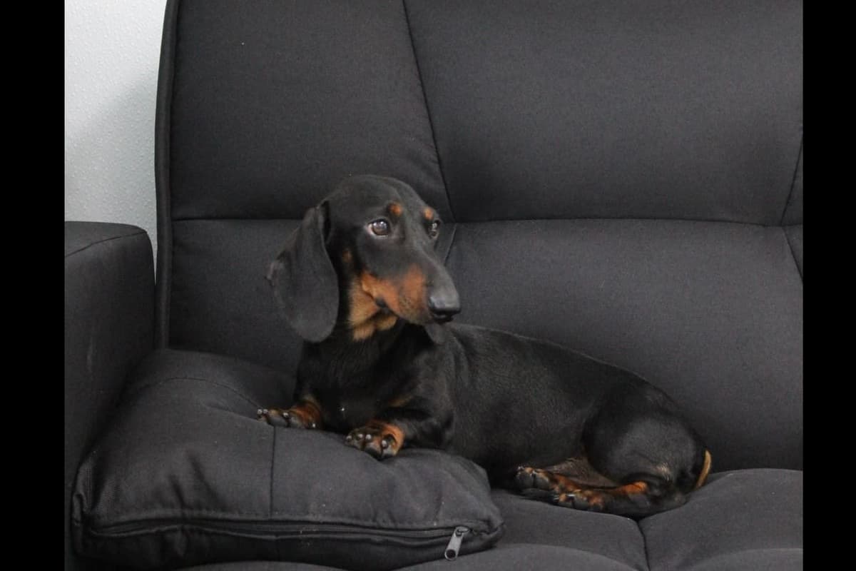 Dachshund Puppies breeder image 8