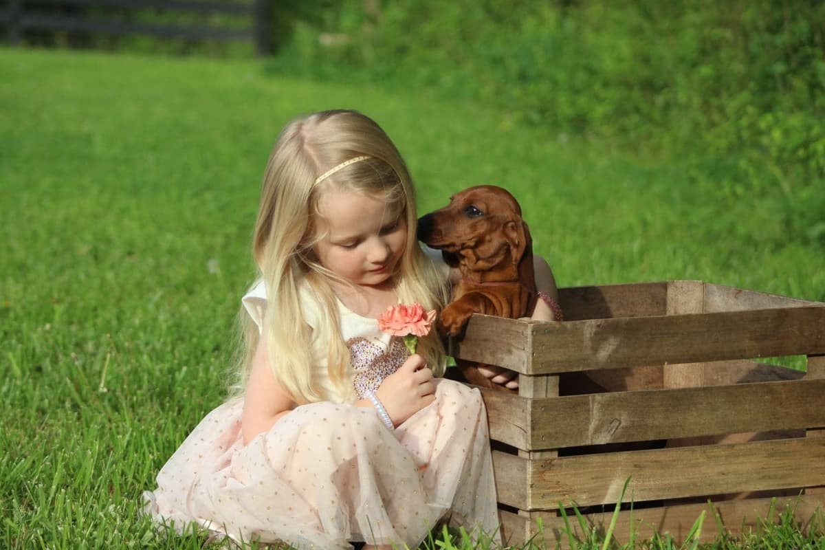Dachshund Puppies breeder image 3