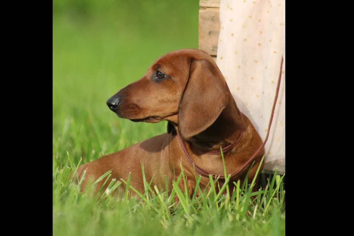 Dachshund Puppies breeder image 9