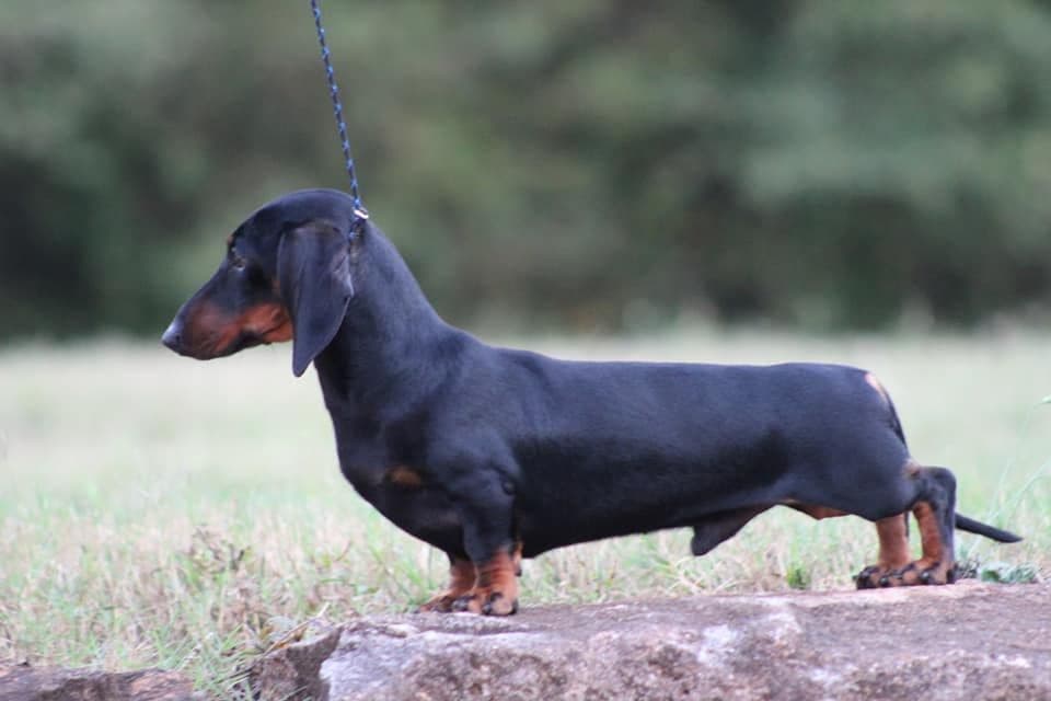 Dachshund Puppies breeder image 10