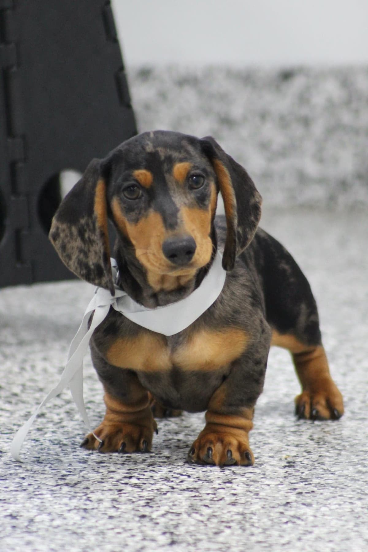 Dachshund Puppies breeder image 12
