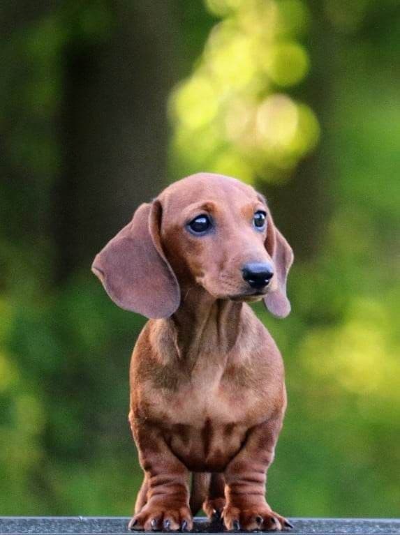 Dachshund Puppies breeder image 17