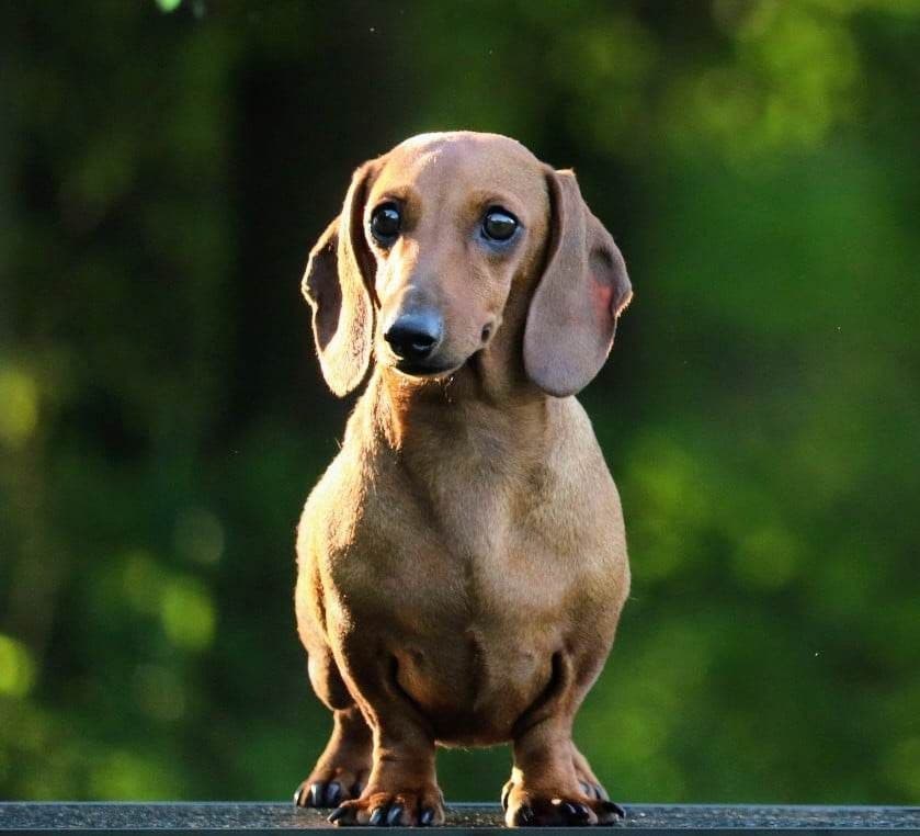 Dachshund Puppies breeder image 18