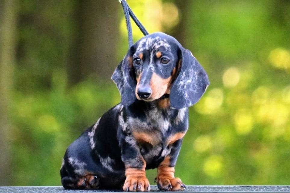 Dachshund Puppies breeder image 1