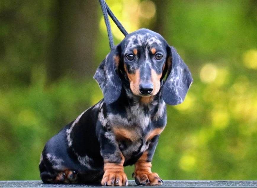 Dachshund Puppies breeder image 19