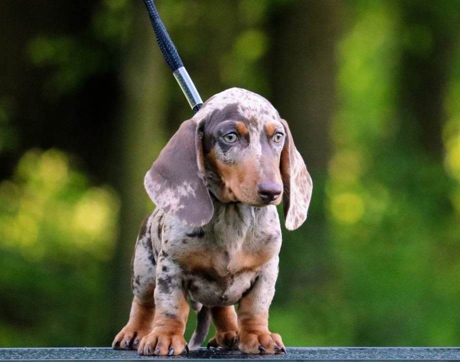 Dachshund Puppies breeder image 20