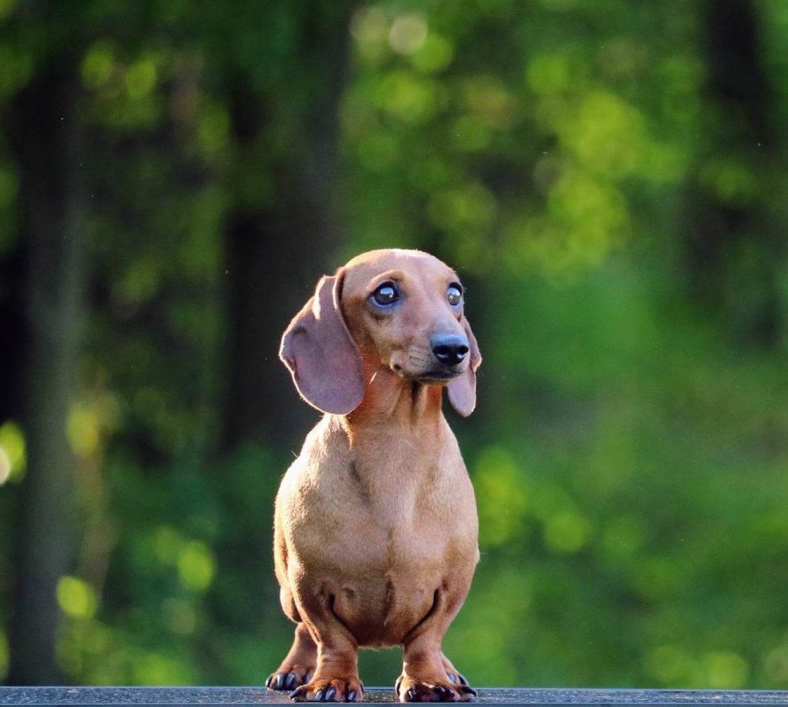 Dachshund Puppies breeder image 26