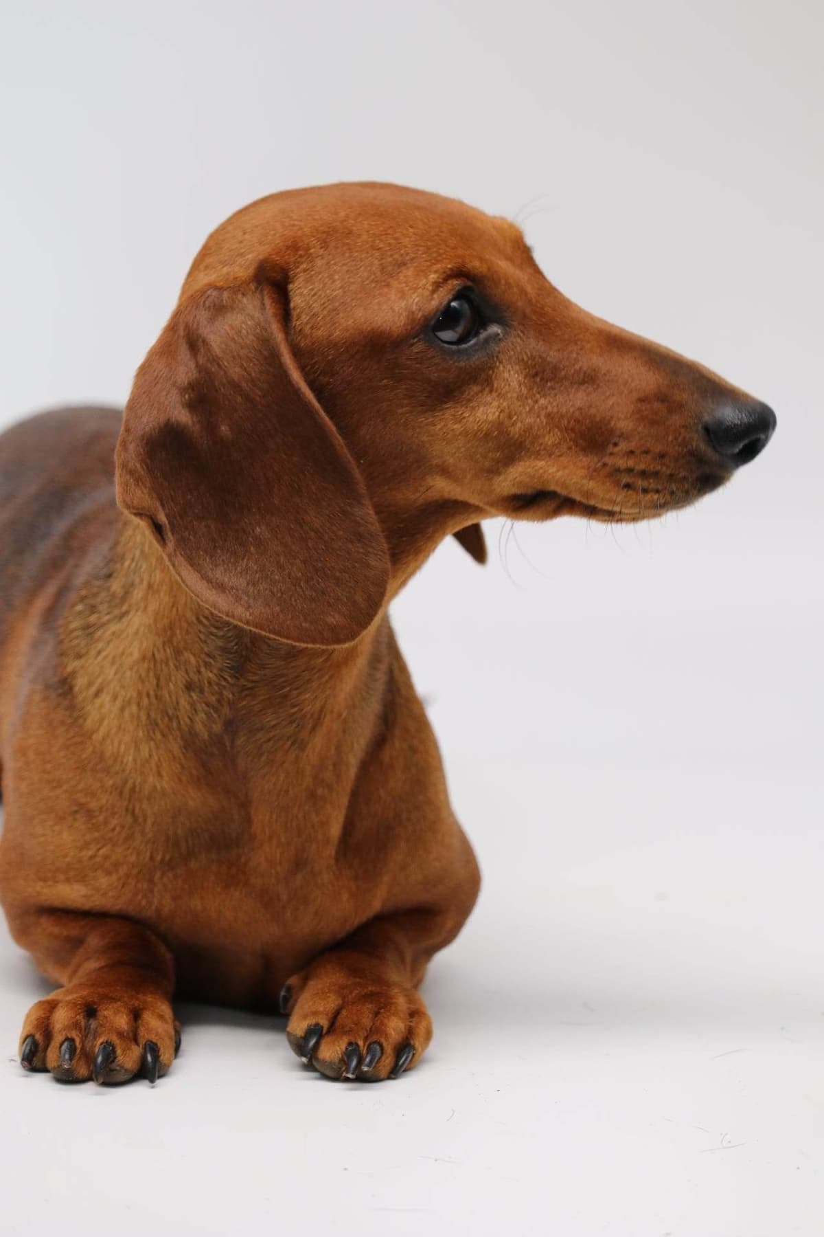 Dachshund Puppies breeder image 23