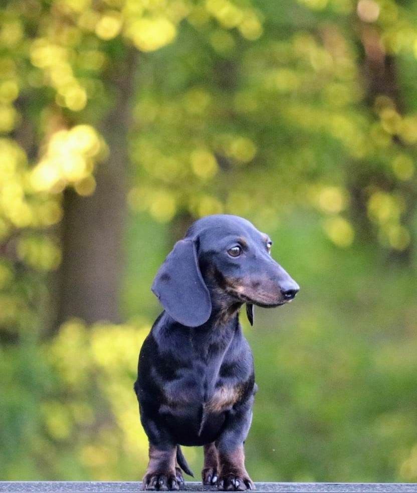 Dachshund Puppies breeder image 21
