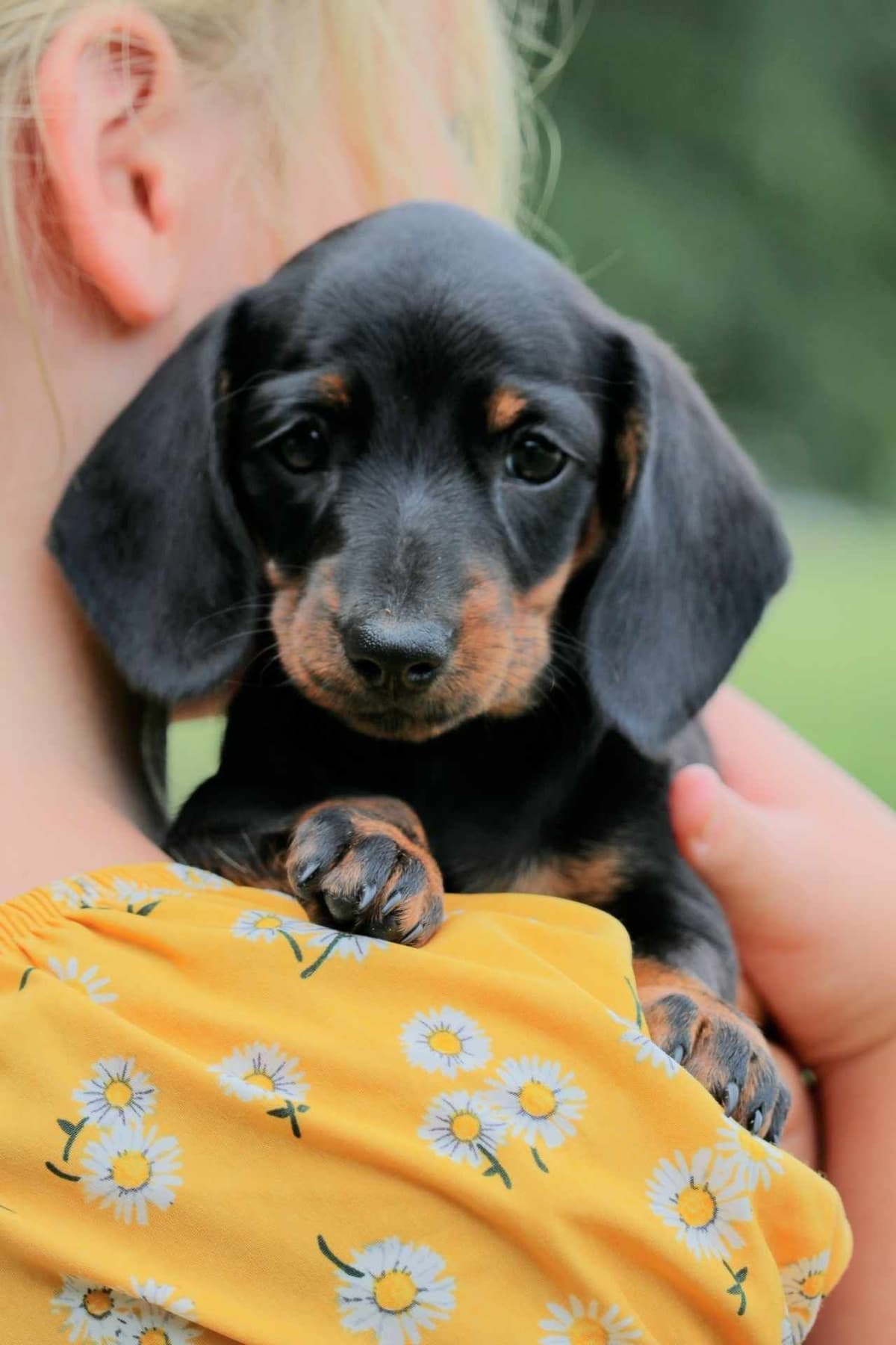 Dachshund Puppies breeder image 25