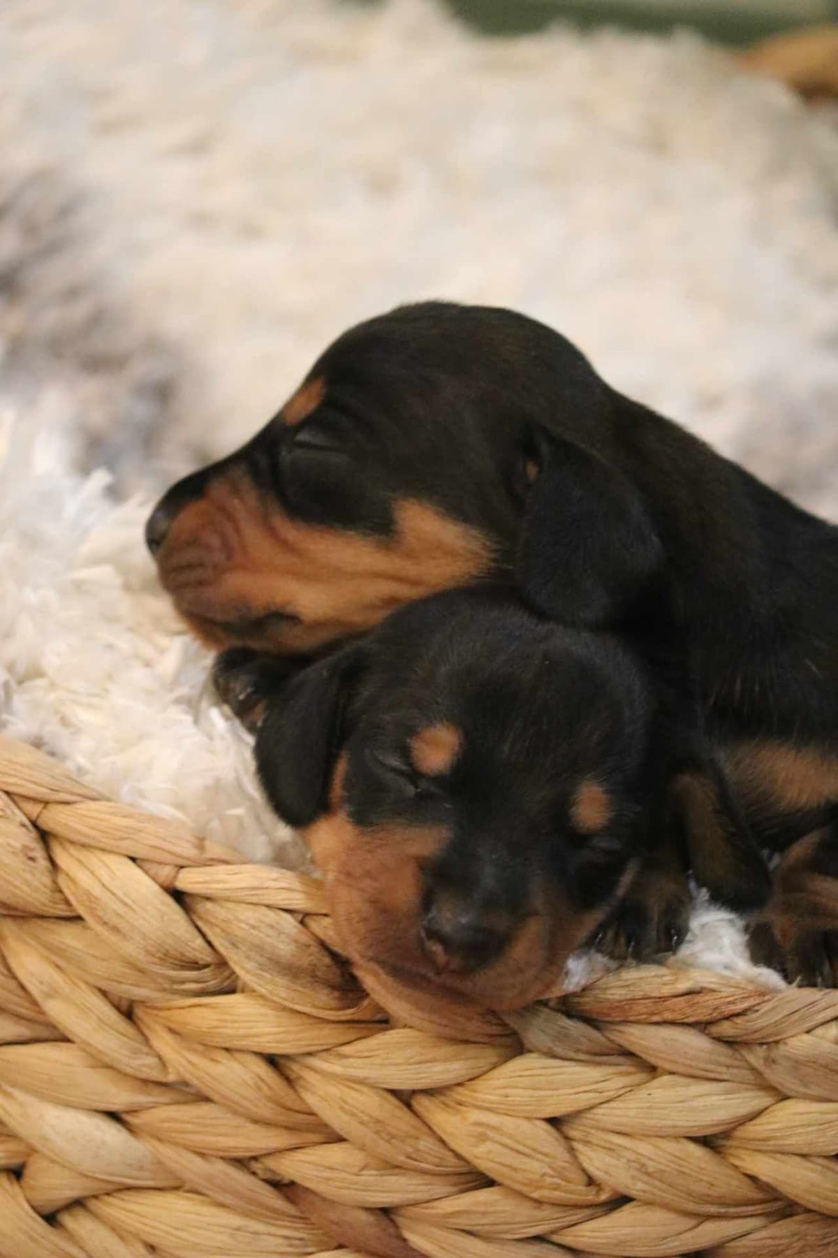 Dachshund Puppies breeder image 24