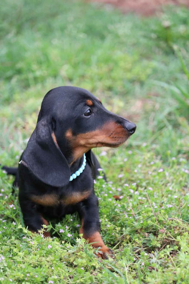 Dachshund Puppies media 3