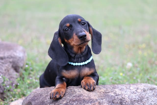 Dachshund Puppies media 4