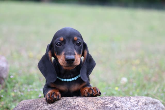 Dachshund Puppies media 5