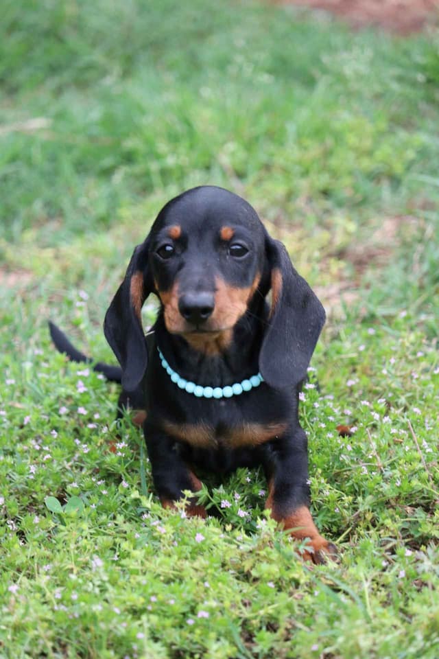 Dachshund Puppies media 6