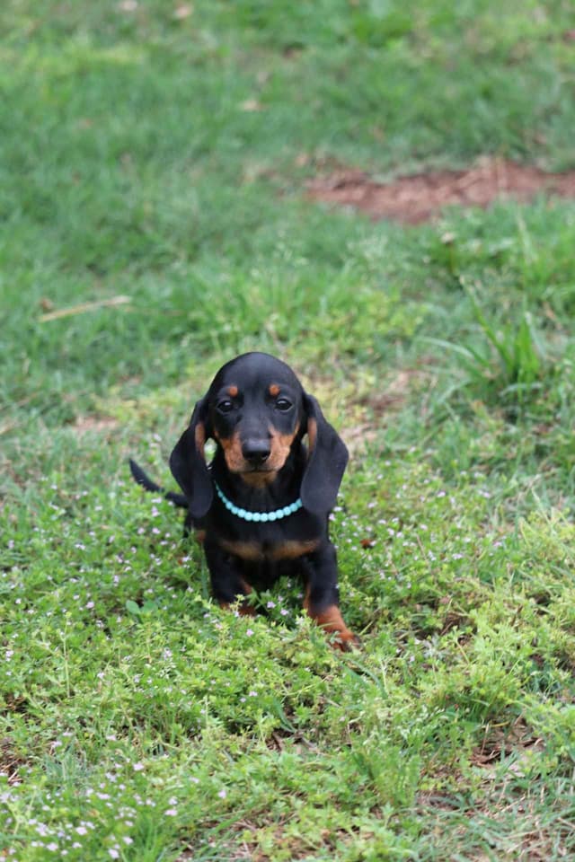 Dachshund Puppies media 7