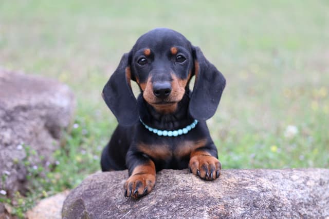 Dachshund Puppies media 8