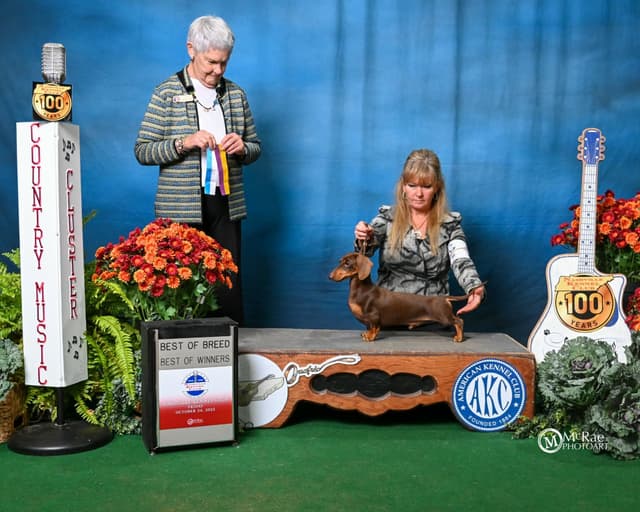Dachshund Puppies - Champion Sired media 5