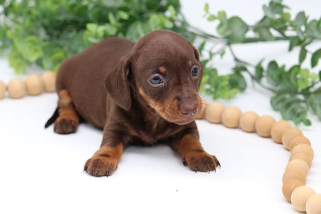 Dachshund Puppies - Champion Sired media 6