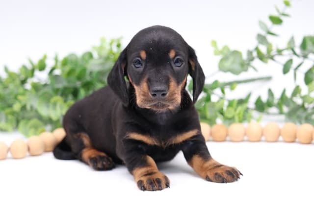 Dachshund Puppies - Champion Sired media 7